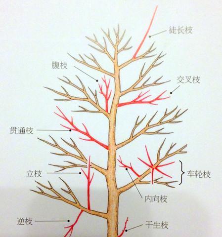 海棠树的最佳剪枝时间及方法