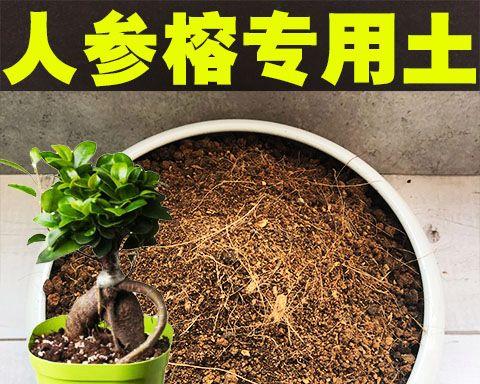 如何正确换土人参榕？（15个段落带你轻松get换土技巧）
