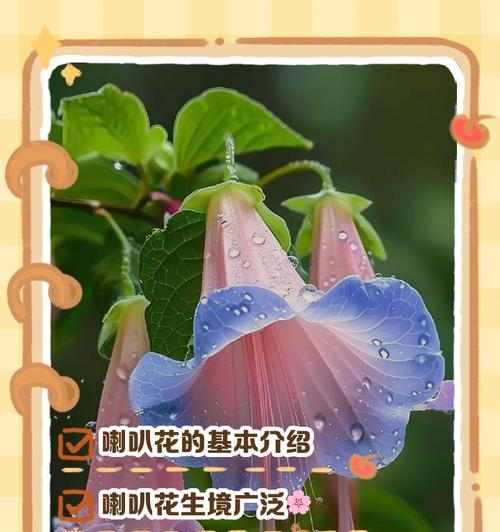 牵牛花的生命周期解析（到底是一年生还是多年生植物？）