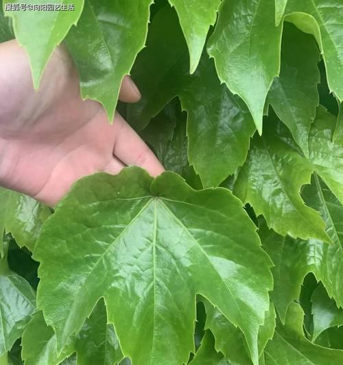 如何在家里种植健康的爬山虎（家庭室内装饰的理想选择，种植方法和注意事项）