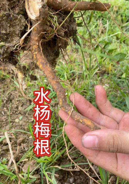 杨梅是植物吗？——探究杨梅的分类