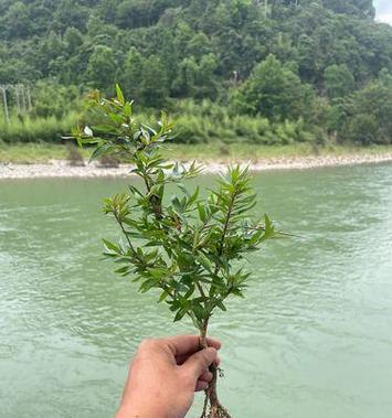 杨梅是植物吗？——探究杨梅的分类