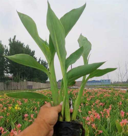 美人蕉种子的种植方法（从选种到出苗，让你轻松成为美人蕉种植专家）