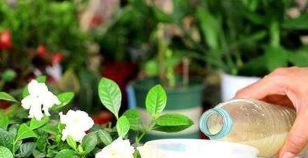 洗肉水可以浇花吗？