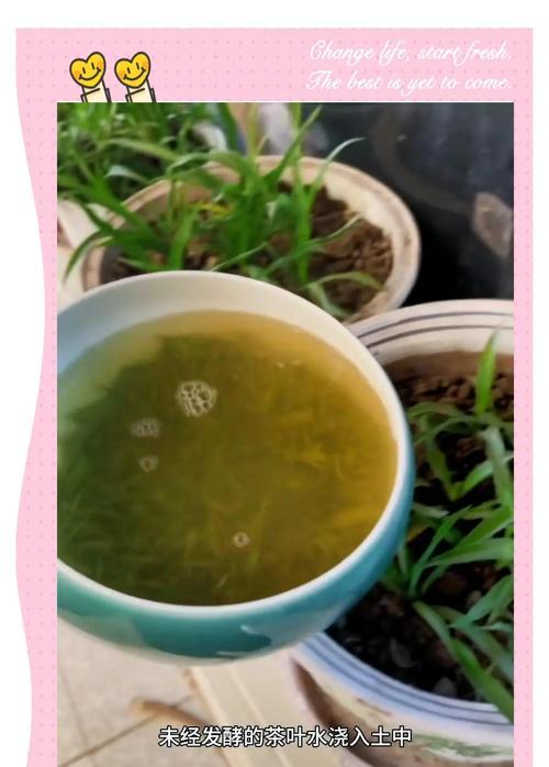 洗肉水可以浇花吗？
