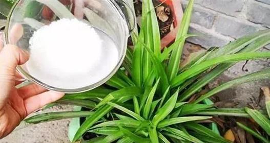 洗肉水可以浇花吗？
