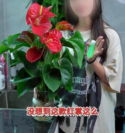 多菌灵可否用于红掌？（红掌的病害防治与多菌灵使用注意事项）