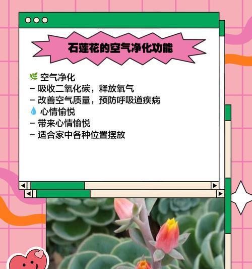 石莲开花后的处理方法（让你的石莲更美丽健康）