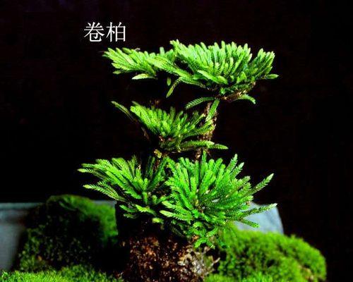 卷柏水培盆栽的养殖方法（水培卷柏的优势和步骤）