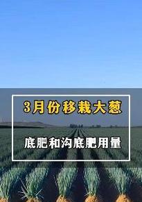 大葱底肥施什么肥最好（选择最佳肥料，让大葱生长茁壮）
