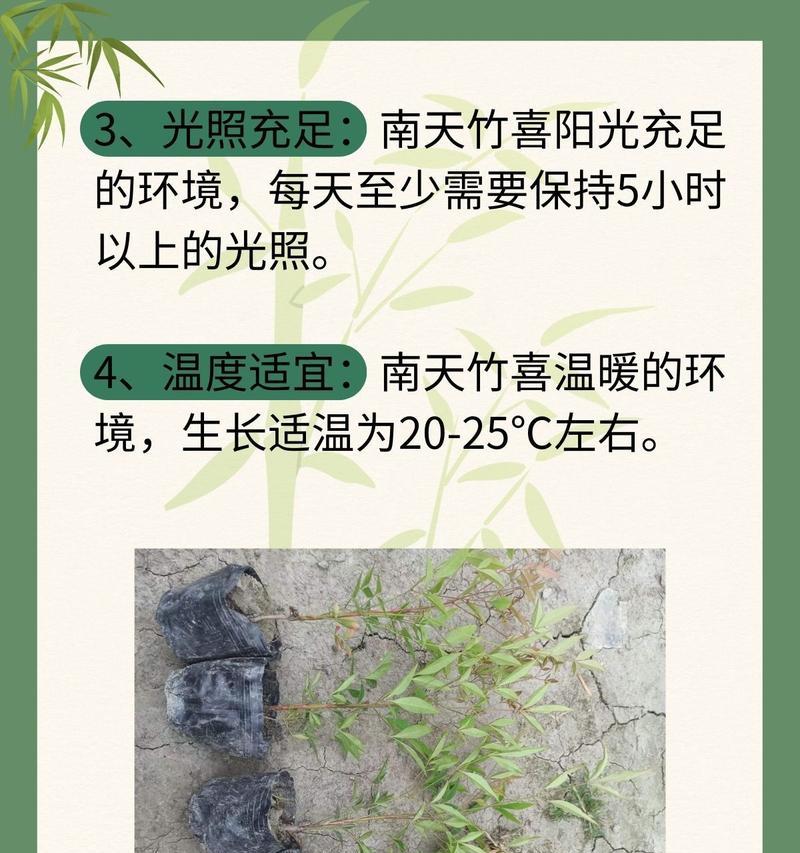 天竹的种植技巧（如何养殖出茁壮生长的天竹？）