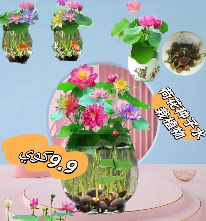睡莲种子发芽全过程（睡莲种子发芽时间及影响因素）