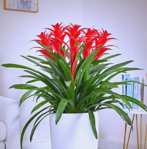 办公室进门必备的植物（营造舒适氛围，提高工作效率）