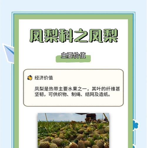 如何科学养殖丰收的凤梨（掌握方法，注意细节，打造优质凤梨种植园）