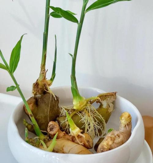 生姜发芽了可以吃吗？解决您的疑惑！（别急着扔掉，生姜发芽了还有这些妙用！）