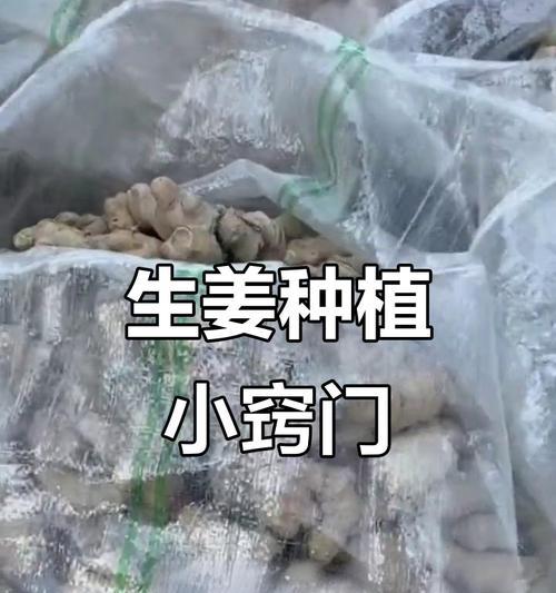 生姜发芽了可以吃吗？解决您的疑惑！（别急着扔掉，生姜发芽了还有这些妙用！）