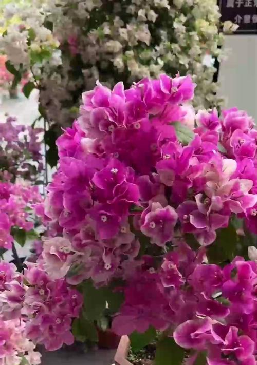 红掌开花后的修剪技巧（精细修剪让红掌更加美丽）