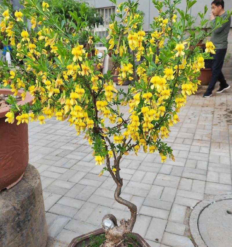 打造美丽庭院的花卉选择（适合庭院的花卉种类和养护技巧）