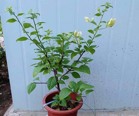 打造美丽庭院的花卉选择（适合庭院的花卉种类和养护技巧）