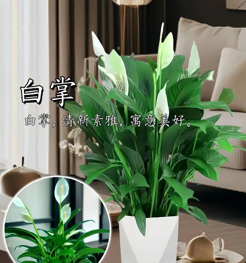 白掌的水养方法（一步步教你让白掌健康成长）