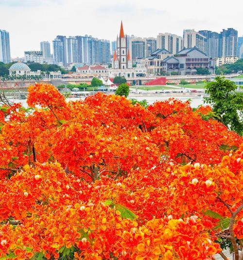 凤凰花的奇妙色彩（探寻凤凰花的五彩斑斓和意义）