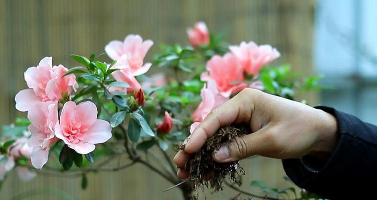 探秘杜鹃花的生长环境与生长地方条件