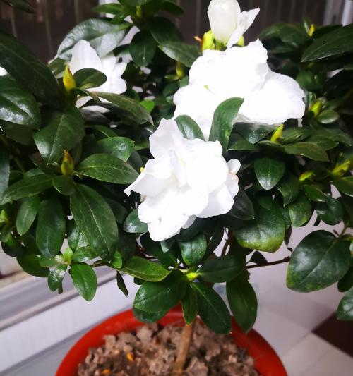 探秘杜鹃花的生长环境与生长地方条件