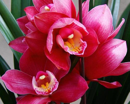 探秘兰花开花期的奥秘(兰花的开花规律和生长环境) 探秘兰花开花期的奥秘(兰花的开花规律和生长环境)