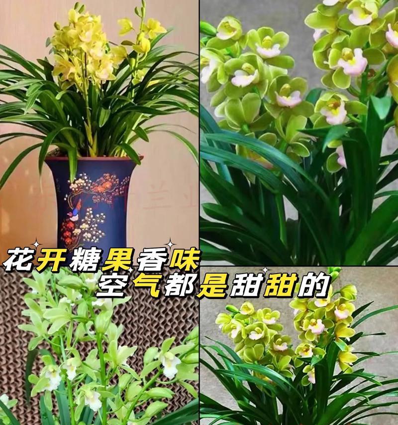 探秘兰花开花期的奥秘(兰花的开花规律和生长环境) 探秘兰花开花期的奥秘(兰花的开花规律和生长环境)