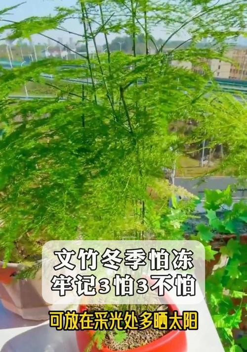 文竹的养护技巧——晒与不晒（揭秘文竹喜欢阳光背后的真相）