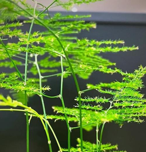 文竹的养护技巧——晒与不晒（揭秘文竹喜欢阳光背后的真相）