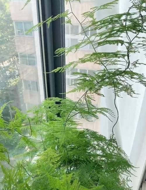 文竹的养护技巧——晒与不晒（揭秘文竹喜欢阳光背后的真相）