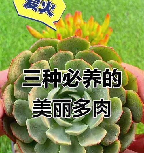 家居养多肉，风水大吉（多肉植物的居家风水之道）