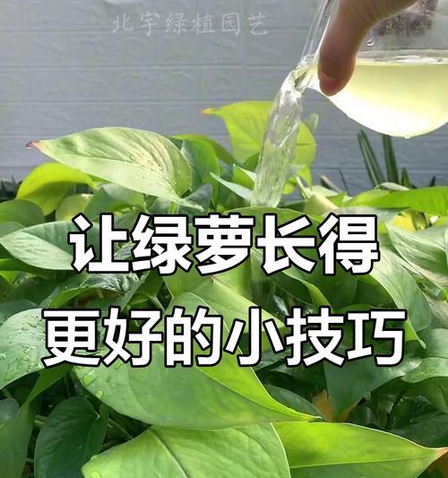 绿萝如何正确浇水？（掌握浇水频率和方法，让绿萝健康成长）