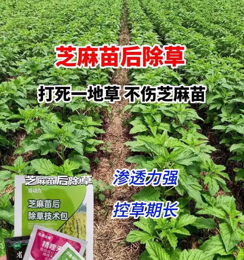 春季种植麻芝，收获丰盈（全面了解麻芝种植的时间和方法，轻松掌握丰收技巧）