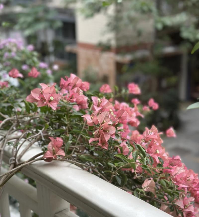 多花素馨喜阳还是喜阴？（探究多花素馨的适生环境和养护技巧）