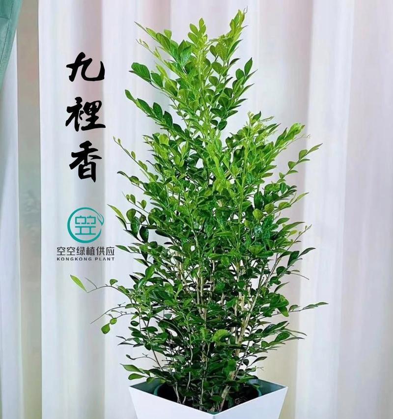 九里香是否适合晒太阳？答案揭晓！（了解九里香的阳光需求和防晒技巧）