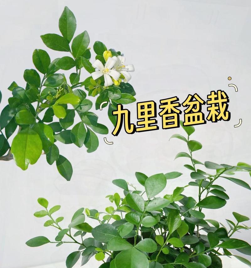 九里香是否适合晒太阳？答案揭晓！（了解九里香的阳光需求和防晒技巧）
