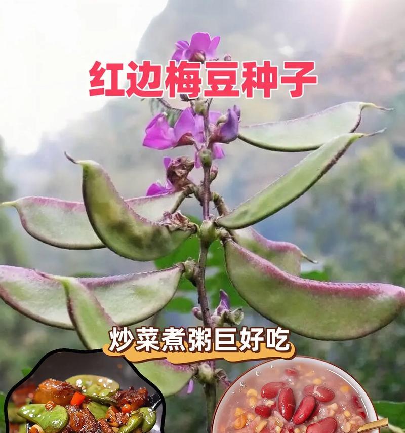 小扁豆种植指南（种植时间、方法和注意事项）