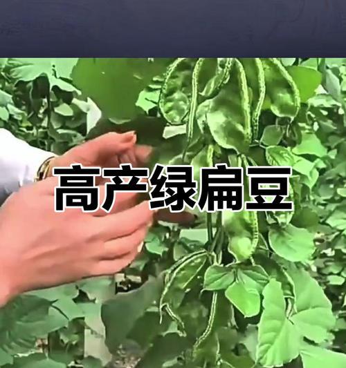 小扁豆种植指南（种植时间、方法和注意事项）