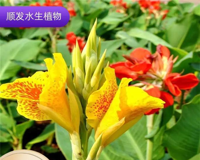 美人蕉的冬季种植与养护（注意事项及关键步骤，让你的美人蕉安然过冬）