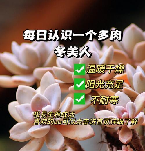 美人蕉的冬季种植与养护（注意事项及关键步骤，让你的美人蕉安然过冬）