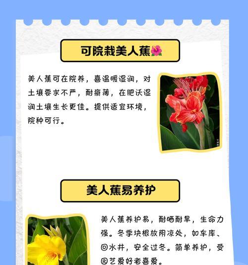 美人蕉的冬季种植与养护（注意事项及关键步骤，让你的美人蕉安然过冬）