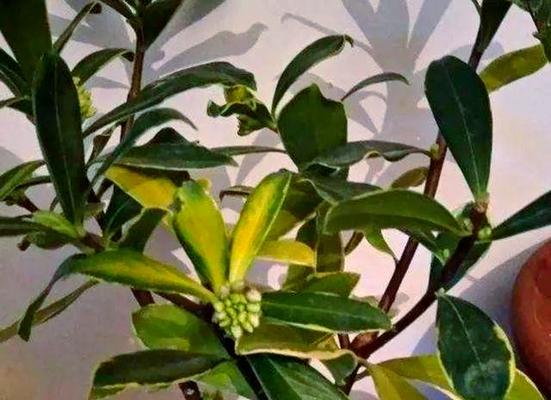 瑞香叶子为什么会发蔫（探究瑞香叶子发蔫的原因及有效补救方法）