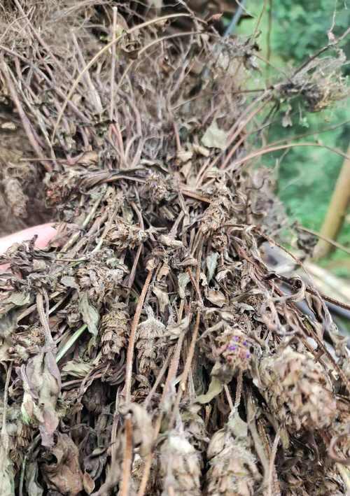 夏枯草的生长环境（从地理环境、气候条件到土壤要求的全面解析）