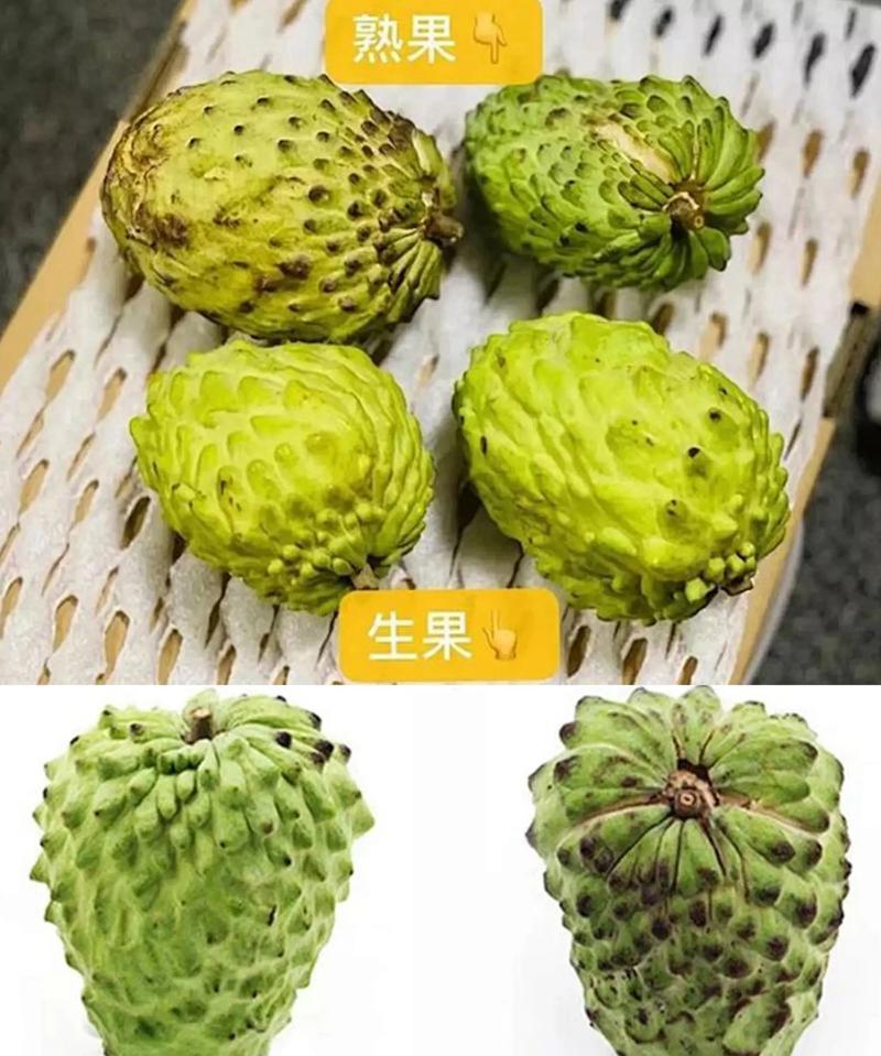 如何判断凤梨是否成熟？（从外观、气味、质地等方面，教你轻松辨别凤梨成熟度！）
