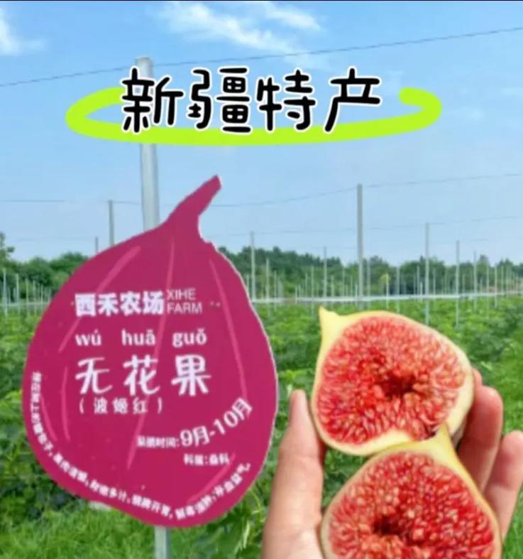无花果的果实性质剖析（无花果是什么？果实的组成及特性详解）