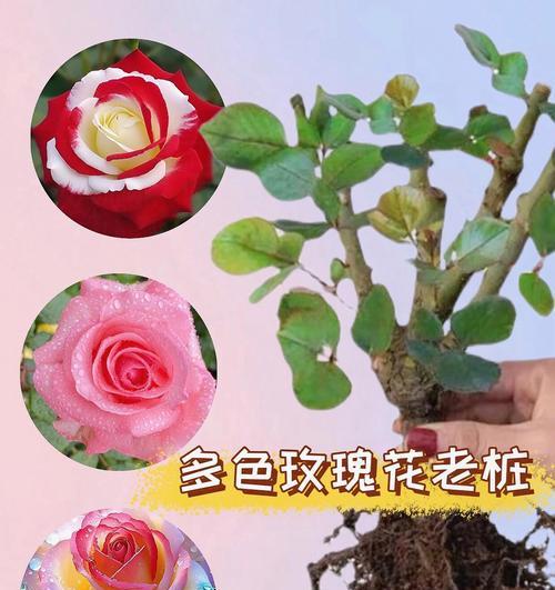 玫瑰在家里养好不好?(室内玫瑰养殖的技巧和注意事项) 玫瑰在家里养好不好?(室内玫瑰养殖的技巧和注意事项)