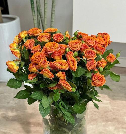 玫瑰在家里养好不好?(室内玫瑰养殖的技巧和注意事项) 玫瑰在家里养好不好?(室内玫瑰养殖的技巧和注意事项)