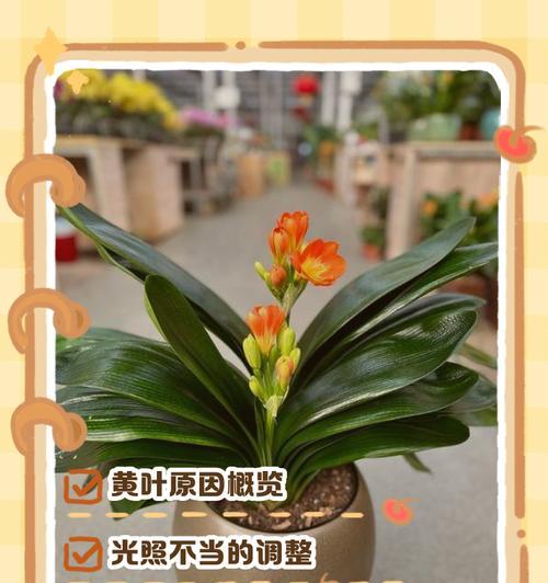 君子兰叶子干枯怎么办？（解决君子兰叶子干枯的有效方法和技巧）